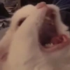 Shitpost 😮‍💨 15