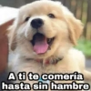 Animalitos con frases 3❤️😎 15