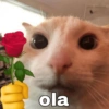 ola