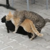 Gatitos Random 10 9