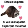 Este es un perro
Si ves un mapache
es porque me amas