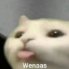 Gatitos Memes😺✨💕2 13