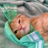 I love cats 4 11
