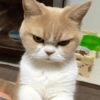 Animales enojados😡🤬 7