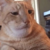 GATOS CRINGE 😵🥵 17