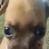 🐕🦮Perritos graciosos 🐕‍🦺🐶 10