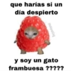 que harías si un
día despierto
@bakipostiling
y soy un gato
frambuesa ?????