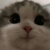 MEMES GATITOS 3🥰 15