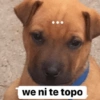 we ni te topo