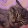 MEMES GATITOS 5😍 14
