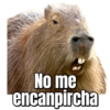 Carpinchos 28