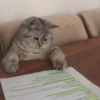 MEMES GATITOS 3🥰 6