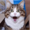 Miau miau caralho 4 23
