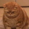 Gatos Cura Depresión💕🙀 16