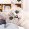 ✨🌸gatito blanco🌸✨ 10