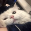Meme de gatinho 4 15