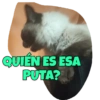 QUIÉN ES ESA
PUTA?