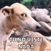 TÚ NO VISTE NADA
