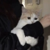 Meme de gatinho 4 14