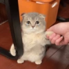Meme de gatinho 4 12