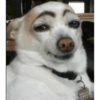 Dogs Funny Faces 5