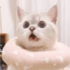 ✨🌸gatito blanco🌸✨ 11