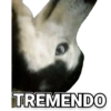 Perritos 16