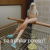 HIM
ba a chillar poreso?