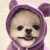 MEMES PERRITOS 10
