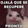 🐱 El Gatito Tuyo Que Tenía 😿 11