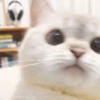 ✨🌸gatito blanco🌸✨ 29