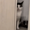 Monkeycatluna 28
