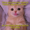 "Dicen que entre mas miedo le
tengas a algo más lo atraes"
By @Cats4mood en Instagram
Ay que miedo tenerte aquí en
mi camita