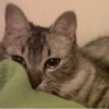 MEMES GATITOS 3🥰 8