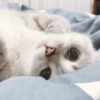 🐱 Gatito Blanco 🐱 29