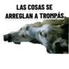 Perritos 23