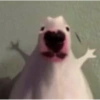 MEMES RANDOMM 2🤩 12