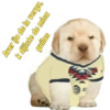 Club América Shitposting 10