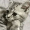 Gatinho preocupado