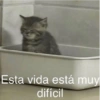Shitpost pal chat 📱✨ 15