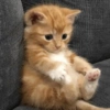 Meme de gatinho 4 8