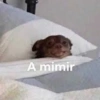 Peyitos Memes🐶🤩😎 18