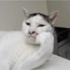 Gato pensativo entediado