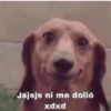 Peyitos Memes🐶🤩😎 6