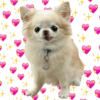 AMOR DE ANIMALITOS 13