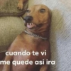 Peyitos Memes🐶🤩😎 5
