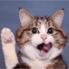 Miau miau caralho 4 28