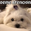 Animalitos pt.2🐾 9