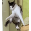 Monkeycatluna 15
