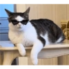 Monkeycatluna 18